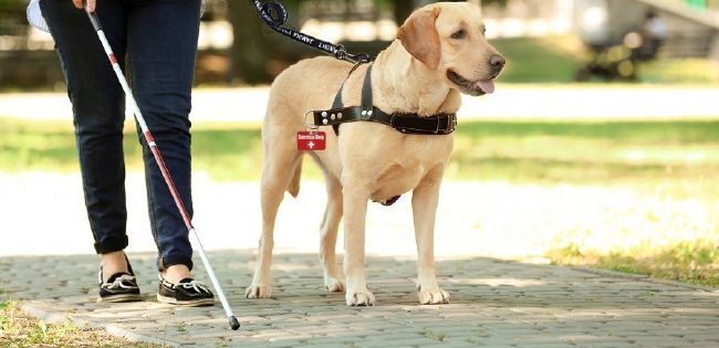 should you have a service dog?