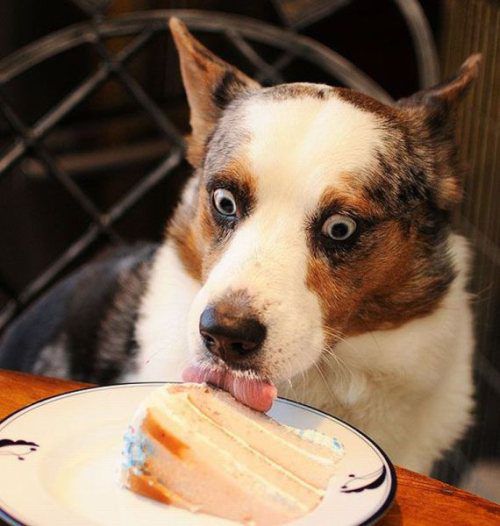 Make a cake and get an ideal pet! Quiz Quotev