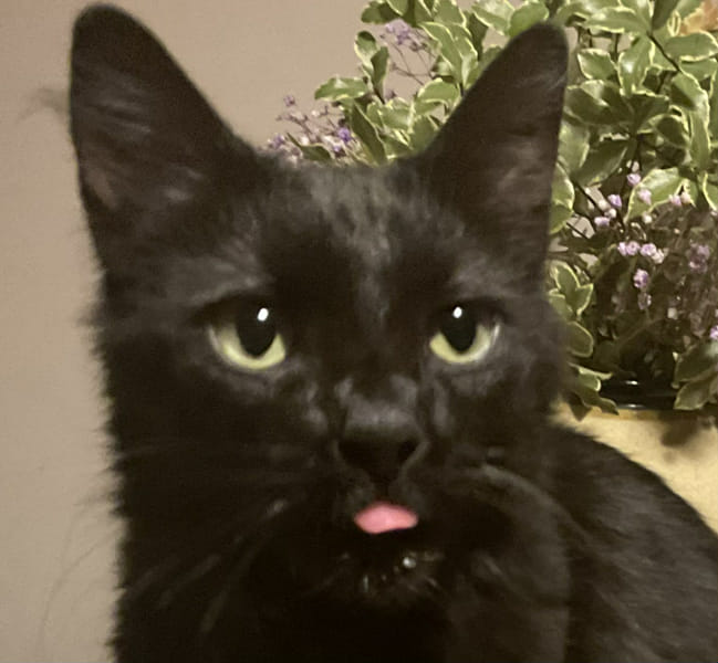 An actually hard warrior cats quiz Test Quotev