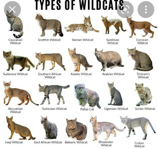 What Wild Cat Are You? - ProProfs Quiz