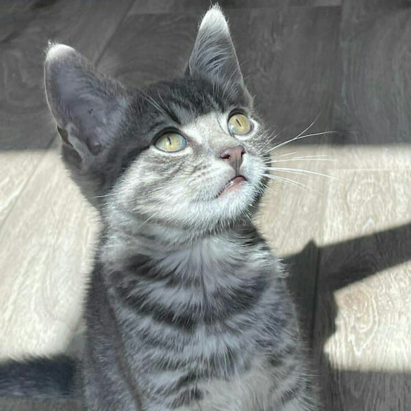 Create a cafe and get a cat Quiz Quotev