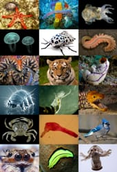 Whats Your Favorite Animal Quizzes | Quotev