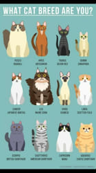 Quiz: What Cat Breed Are You? Find Out Now