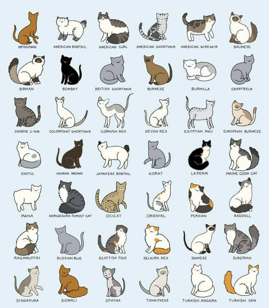 What cat are you quiz