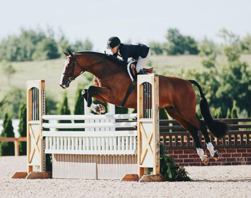 All Riding Disciplines what horse riding discipline should you do? - Quiz | Quotev