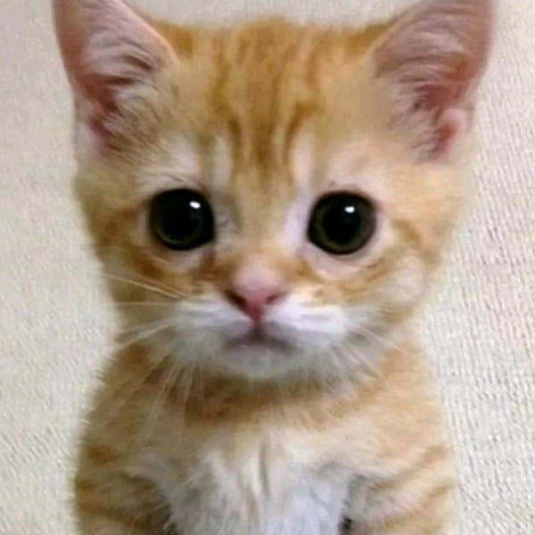 Do you like cats? Test