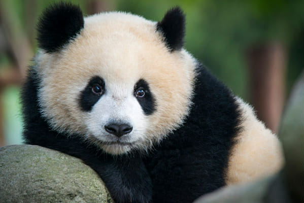 A Panda What is your Scent? - Quiz | Quotev
