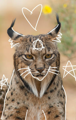 How much do you know about therians? - Test | Quotev