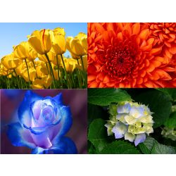 What Flower are you? - Quiz | Quotev