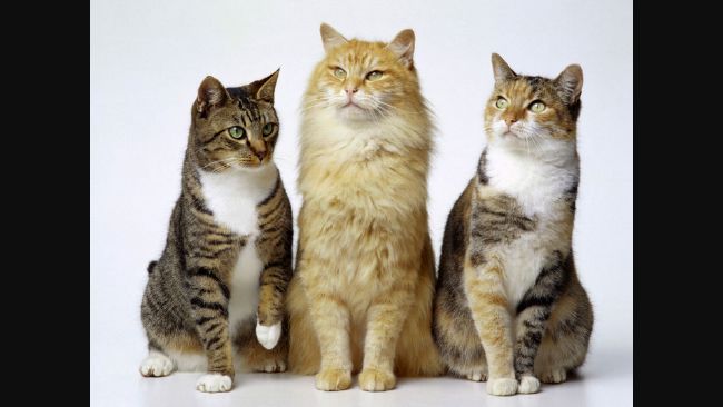 Qual o nome desses gatos? (Warrior Cats Quiz)