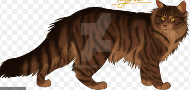 How Well Do You Know ex-Tigerstar? - Test | Quotev