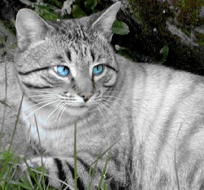 silver tabby she cat with blue eyes