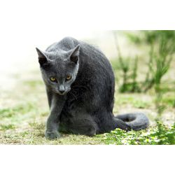 Warrior Cat Name Generator! (Comment your cat name I'm curios) My