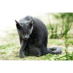 Warrior cat name generator, ECHO( a warrior cat magazine )