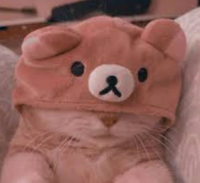 Life as a Warrior in Warrior Cats Quiz Quotev