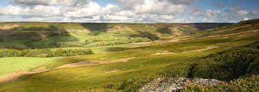 How well do you know Warrior cats? - Test | Quotev