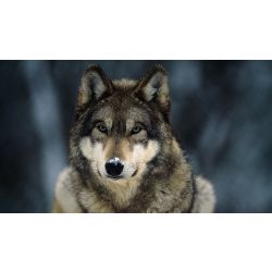 Are you A Therian?  Animal quiz, Beautiful wolves, Cartoon wolf