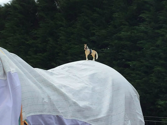 How Much Do You Know About Schleich Test how-much-do-you-know-about-schleich-test