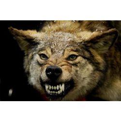 Are you an Alpha, Beta, or Omega Wolf? - Quiz | Quotev