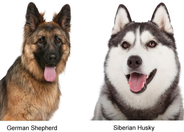 are siberian huskies smarter than german shepherds