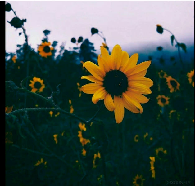 What is your aesthetic? Quiz Quotev