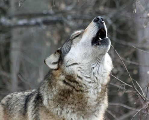 What Type of Wolf are You? - Quiz | Quotev