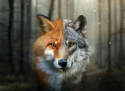 Are you A Therian?  Animal quiz, Beautiful wolves, Cartoon wolf