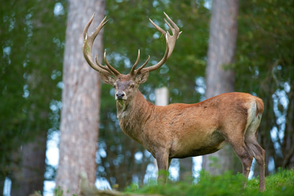 What Mythical Deer Are You? - Quiz