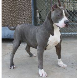 blue pitbull uncropped ears