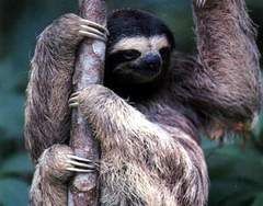 Sloths - Test | Quotev