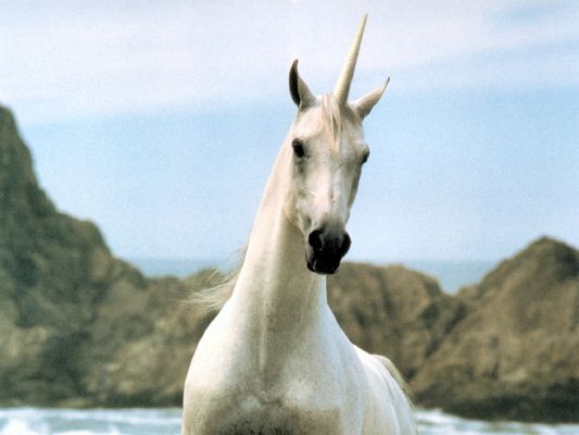 Unicorn | Magical Animals: A field guide Unicorn | Magical Animals: A field guide