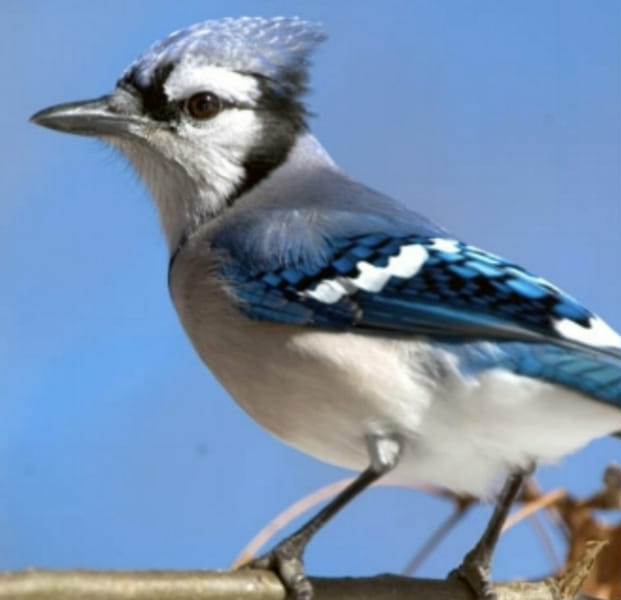 Published Bluejay Quotev