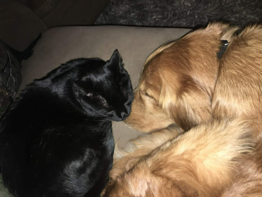 Are You A Golden Retriever Or A Black Cat? - Quiz | Quotev