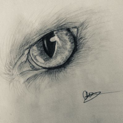 charcoal drawings of wolf eyes