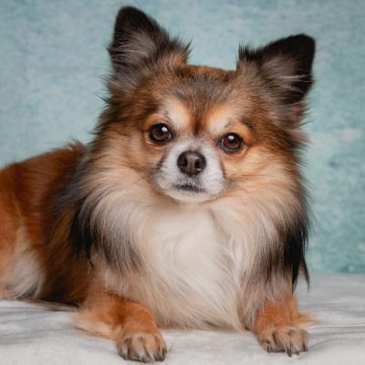 Which Bojack horseman character are you - Quiz | Quotev