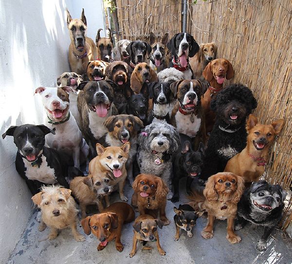 What dog are you? Quiz Quotev