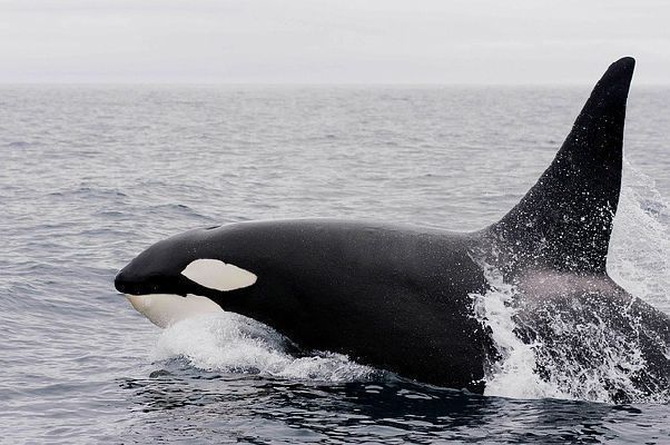 Killer whale quiz #2 - Test | Quotev