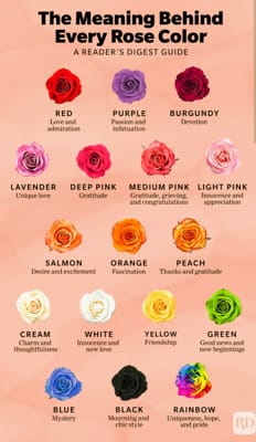 What rose are you? - Quiz | Quotev