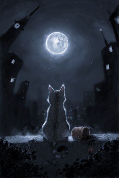 midnight moon kitten | Quotev