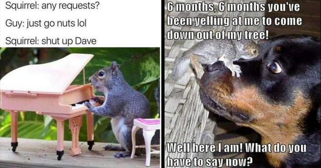 evil squirrel memes