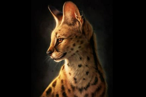 How well do you know therians? - Test | Quotev