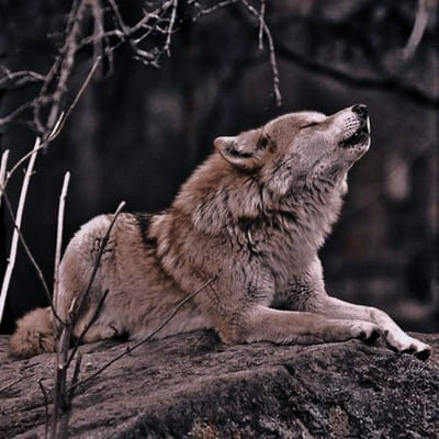 Azul’s Bush-Tail Alterhuman Academy: 4. The Raven - Quiz | Quotev