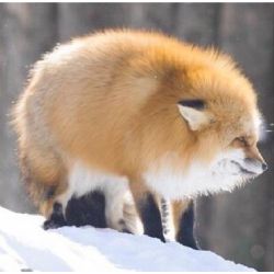 How floofy is your fox self? UwU - Quiz | Quotev