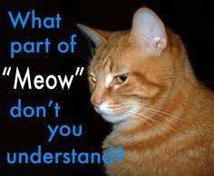 How catlike are you? - Test | Quotev