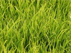 Touch grass meme but which grass are you touching? Genshin Impact