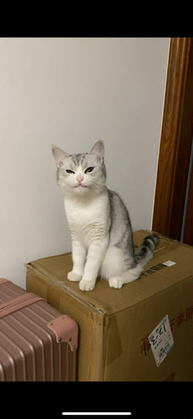 Warrior Cats Quiz Test Quotev