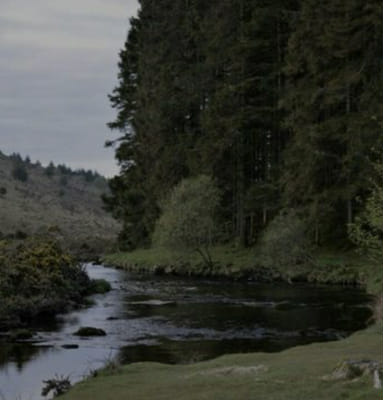 Go On A Walk Through The Woods Quiz Quotev