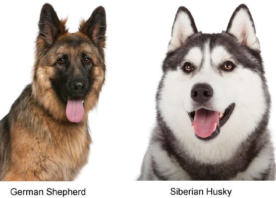are german shepherds and huskies the same
