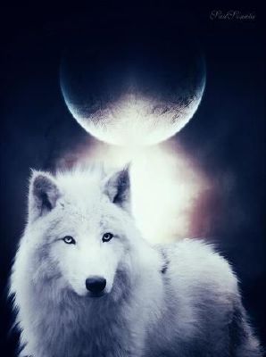 white wolf with blue eyes tumblr