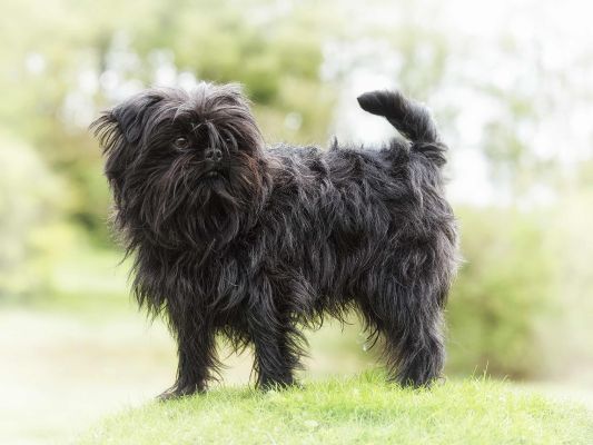 Affenpinscher history hot sale